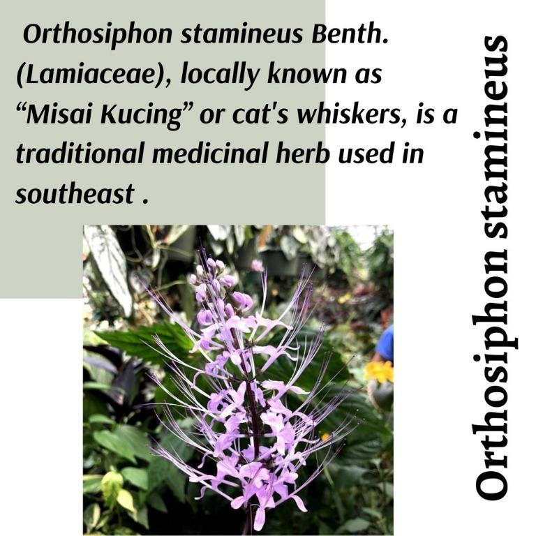 Real Plant) Orthosiphon Stamineus herbal misai kucing outdoor 
