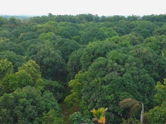 Farm Lot with Warehouse and Fruit Bearing Trees for Sale in Calamba ...