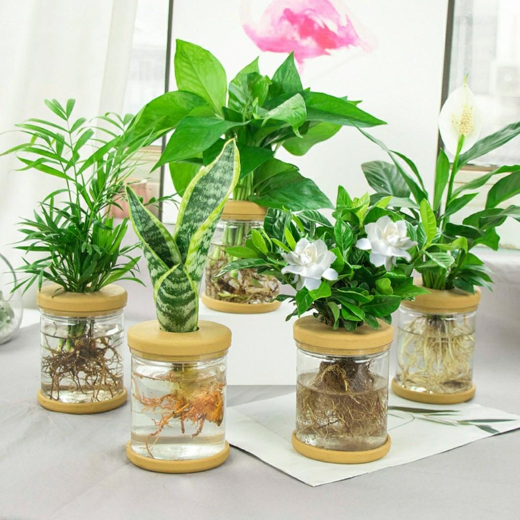 北歐風格玻璃花瓶花樽花盆水種植物水培植物plant Pot 星雲閣農莊 傢俬 家居 園藝 盆栽 Carousell