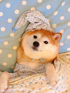 僅試穿 睡衣 狗狗 可愛 柴犬