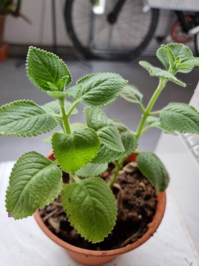 Ajwain plant ( omam ), Furniture & Home Living, Gardening, Plants