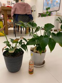 （分類：）位於 。 由 lb2025 提交（商品編號 1134805738，圖片 1）。簡介： 。