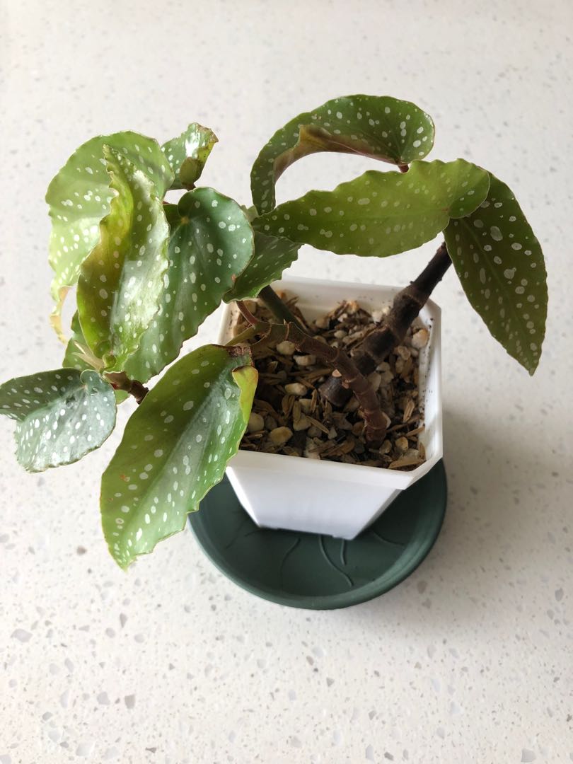 Begonia Tamaya B, Furniture & Home Living, Gardening, Plants & Seeds on