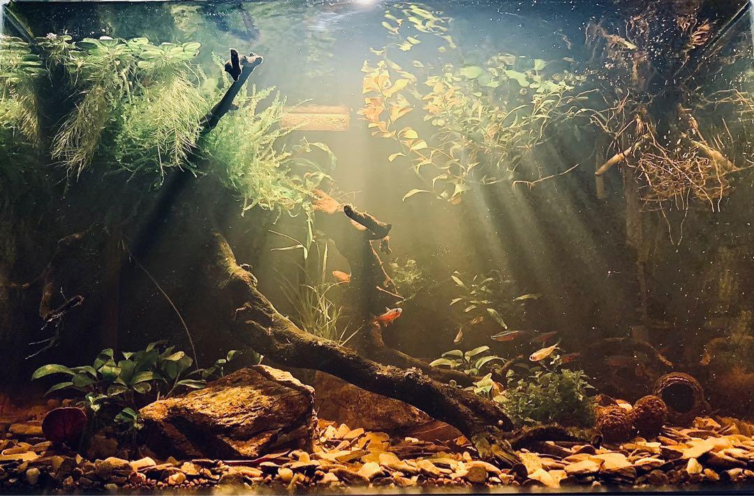 Biotope Aquarium Design, Pet Supplies, Homes & Other Pet Accessories on ... - Biotope Aquarium Design 1641057548 0a72a9f8 Progressive