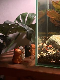 (Category: ) located in . Submitted by kaheee (Listing ID 1134808177, Image 1). Description: .