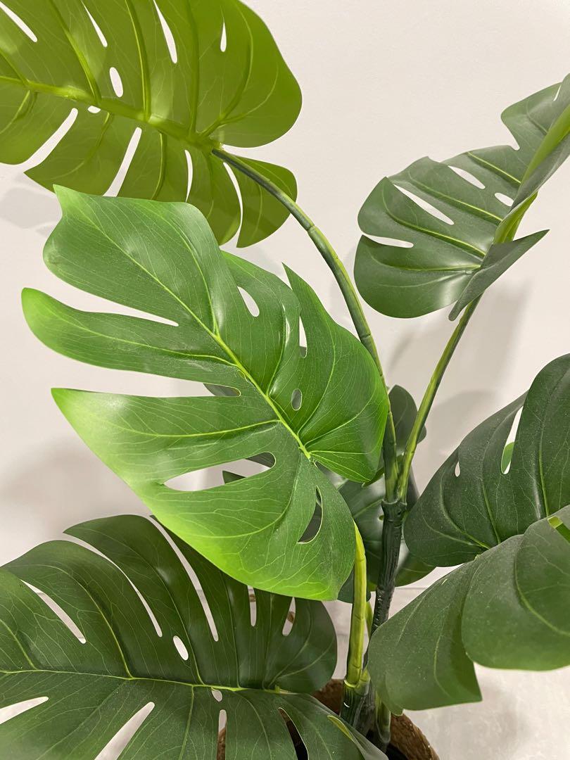 Faux IKEA Monstera Plant 80cm with Basket, Furniture & Home Living
