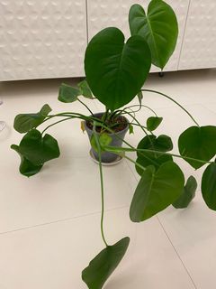 （分類：）位於 。 由 lb2025 提交（商品編號 1134805514，圖片 1）。簡介： 。