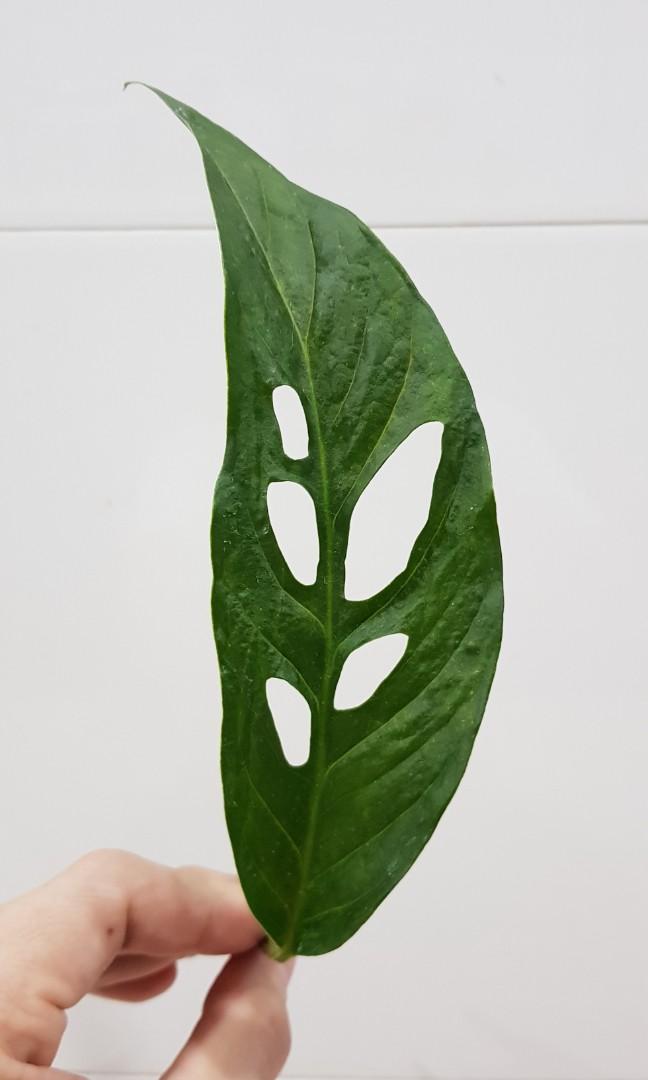 Monstera Obliqua Napo Cutting, Furniture & Home Living, Gardening, Plants &  Seeds on Carousell