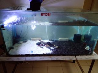(Category: ) located in . Submitted by discusfishes (Listing ID 1134672403, Image 1). Description: .
