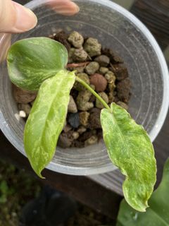 (Category: ) located in . Submitted by potfoliage (Listing ID 1134706513, Image 1). Description: .
