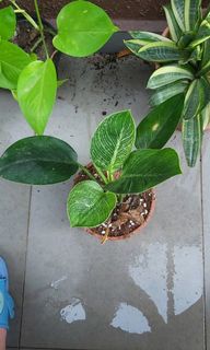 (Category: ) located in . Submitted by jackofallplants (Listing ID 1134706723, Image 1). Description: .