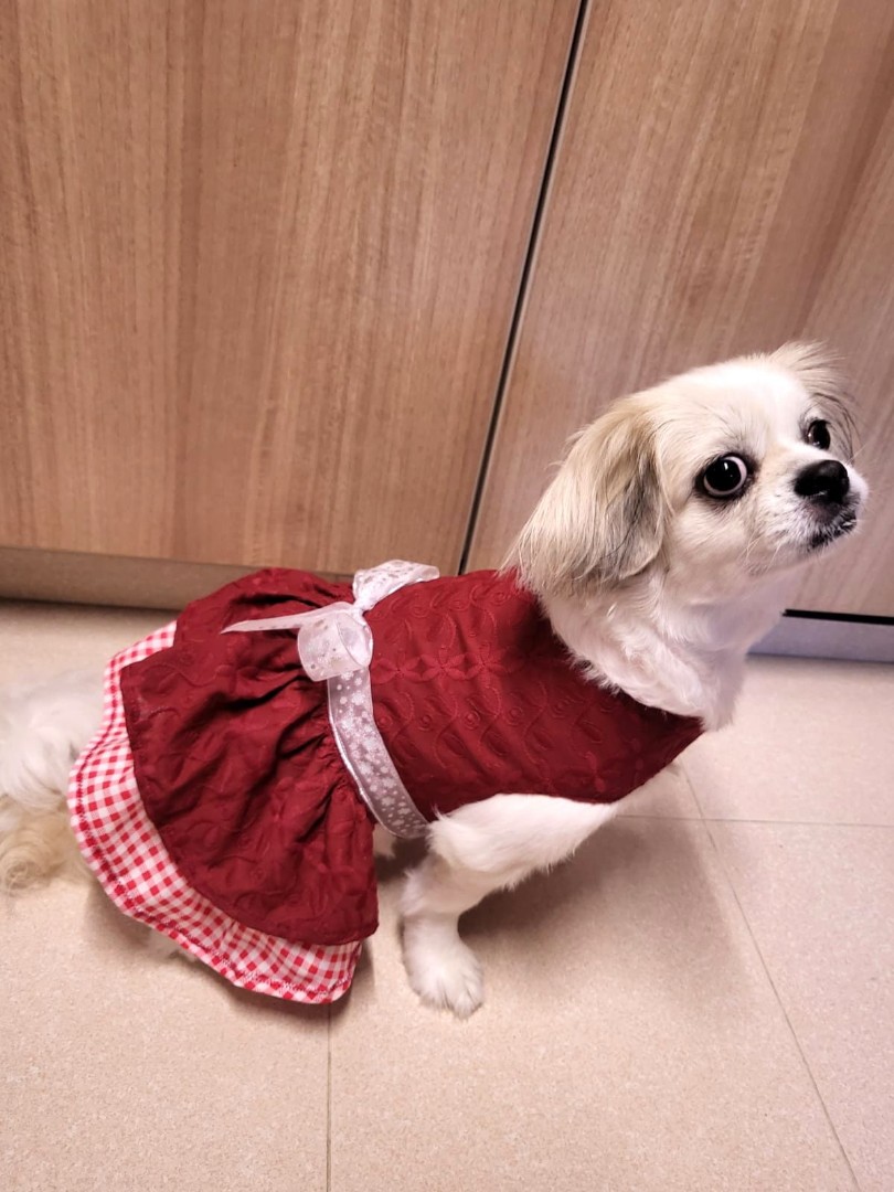 dress dog