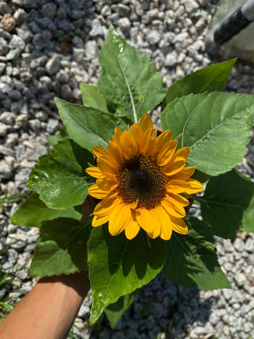 Sunflower Bunga Matahari, Furniture & Home Living, Gardening, Gardening