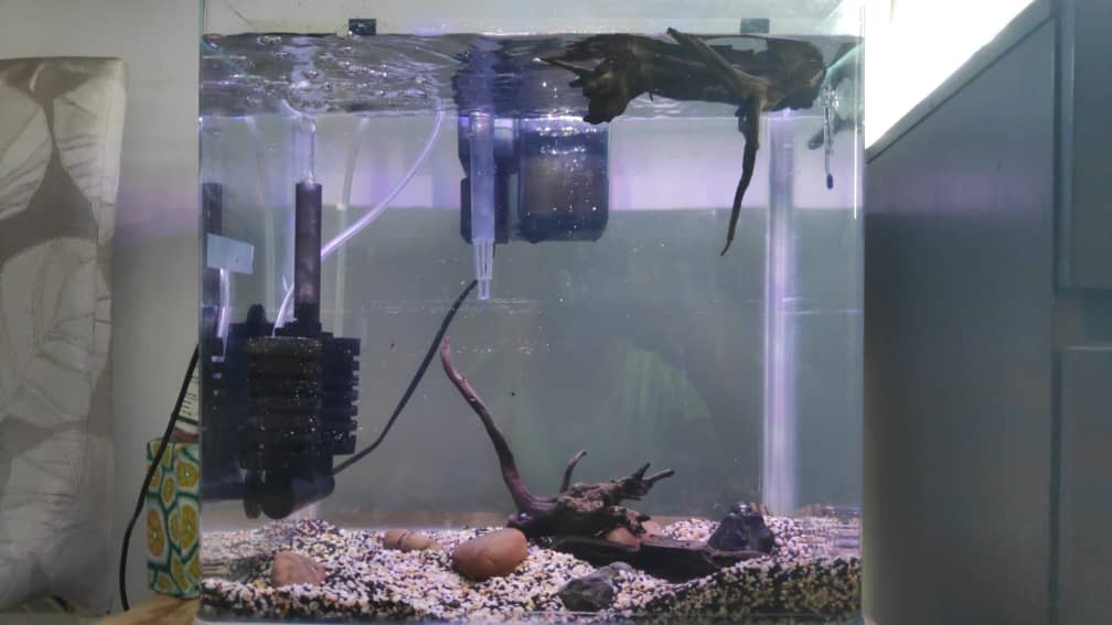 Aquarium set (Hob Filter, Sponge filter, Air pump, Auto feeder), Pet Supplies, Homes & Other Pet