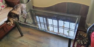 (Category: ) located in . Submitted by mamapap1702 (Listing ID 1136466946, Image 1). Description: .