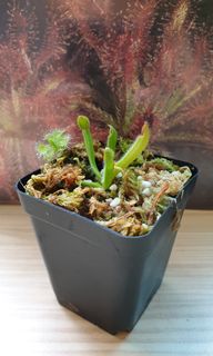 (Category: ) located in . Submitted by heliamphora (Listing ID 1136584536, Image 1). Description: .
