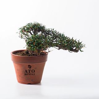 (Category: ) located in . Submitted by ato_bonsai (Listing ID 1136655296, Image 1). Description: .