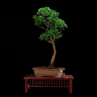 (Category: ) located in . Submitted by ato_bonsai (Listing ID 1136549252, Image 1). Description: .