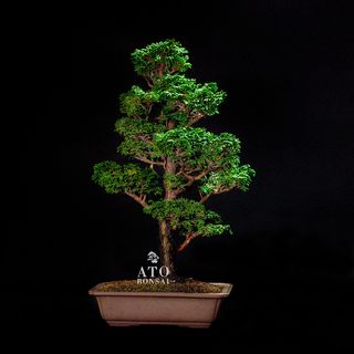 (Category: ) located in . Submitted by ato_bonsai (Listing ID 1136549827, Image 1). Description: .