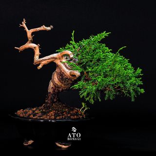(Category: ) located in . Submitted by ato_bonsai (Listing ID 1136654877, Image 1). Description: .