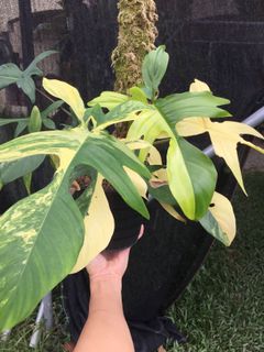 (Category: ) located in . Submitted by thursdaygarden (Listing ID 1118866450, Image 1). Description: .