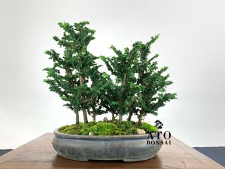 (Category: ) located in . Submitted by ato_bonsai (Listing ID 1136655700, Image 1). Description: .