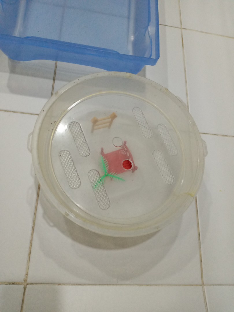 Terrapin house, Pet Supplies, Homes & Other Pet Accessories on Carousell