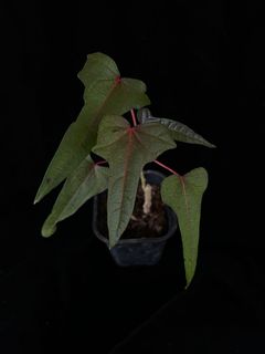 (Category: ) located in . Submitted by orchidspeciesplus (Listing ID 1136760004, Image 1). Description: .
