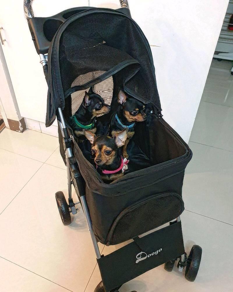 Brandnew Pet Trolley Pet Stroller (Category: Homes & Other Pet Accessories) located in Manila. Submitted by prettyme101395 (Listing ID 1136809699, Image 2). Description: Up to 15Kg-20Kg 360degree wheels Water proof Cover Quality Foldable ano pa hahanapin mo :) Paubos sale na ito! wag napo kayo tumawad, 2,999 dati po syang 3,500 Location Abadsantos Manila and Commonwealth Quezoncity.