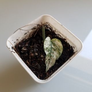 (Category: ) located in . Submitted by planttalkph (Listing ID 1136743005, Image 1). Description: .