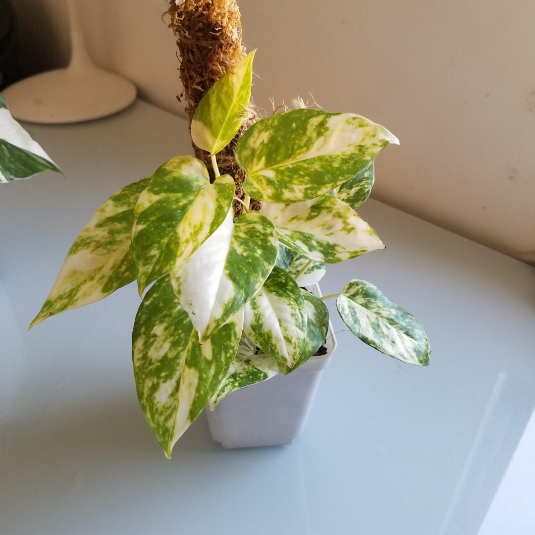 Variegated Epipremnum Pinnatum Aurea, Furniture & Home Living, Gardening,  Plants & Seeds on Carousell