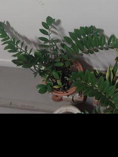 (Category: ) located in . Submitted by purplekat (Listing ID 1136672160, Image 1). Description: .