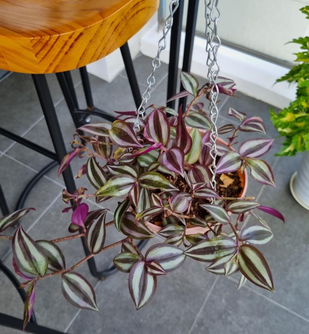 Hanging Tradescantia Zebrina Wandering Jew, Furniture & Home Living