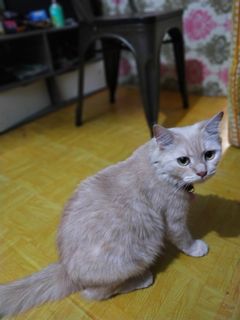 (Kategori: ) berada di . Dikirim oleh mpit28 (ID iklan 1136792378, Gambar 1). Deskripsi: .