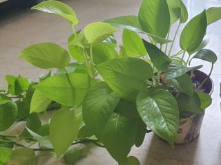 (Category: ) located in . Submitted by arjudecluttering (Listing ID 1136679605, Image 1). Description: .