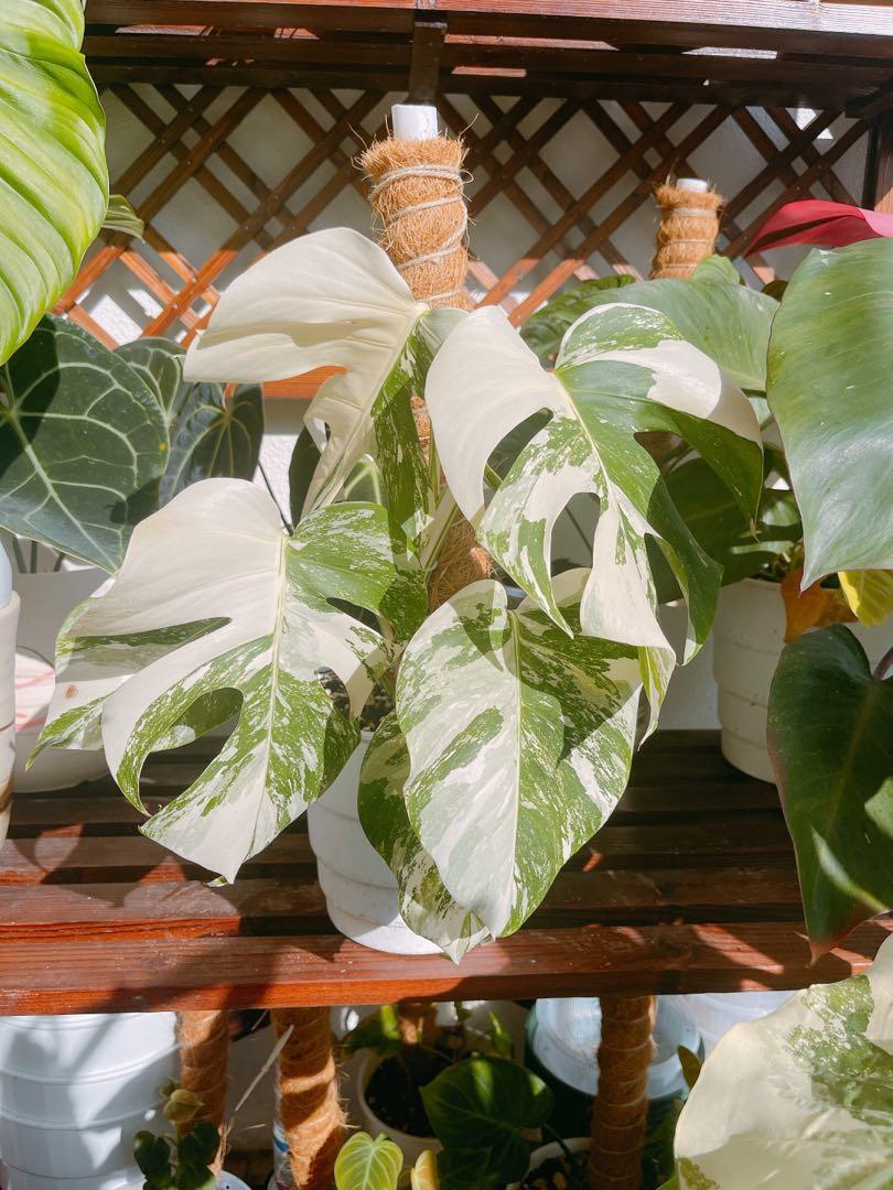 1 Monstera deliciosa variegata 'Legacy'
