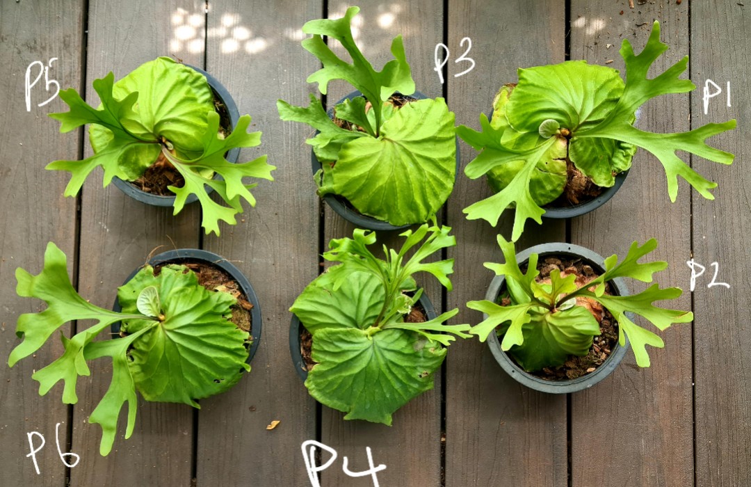 Platycerium Ridleyi Staghorn Furniture Home Living Gardening Plants Seeds On Carousell