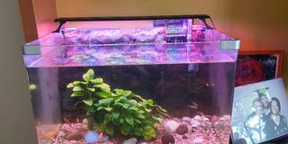 (Category: ) located in . Submitted by wilsonchancm (Listing ID 1136875665, Image 1). Description: .