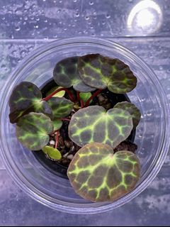 （分類：）位於 。 由 thelostforest 提交（商品編號 1136974860，圖片 1）。簡介： 。