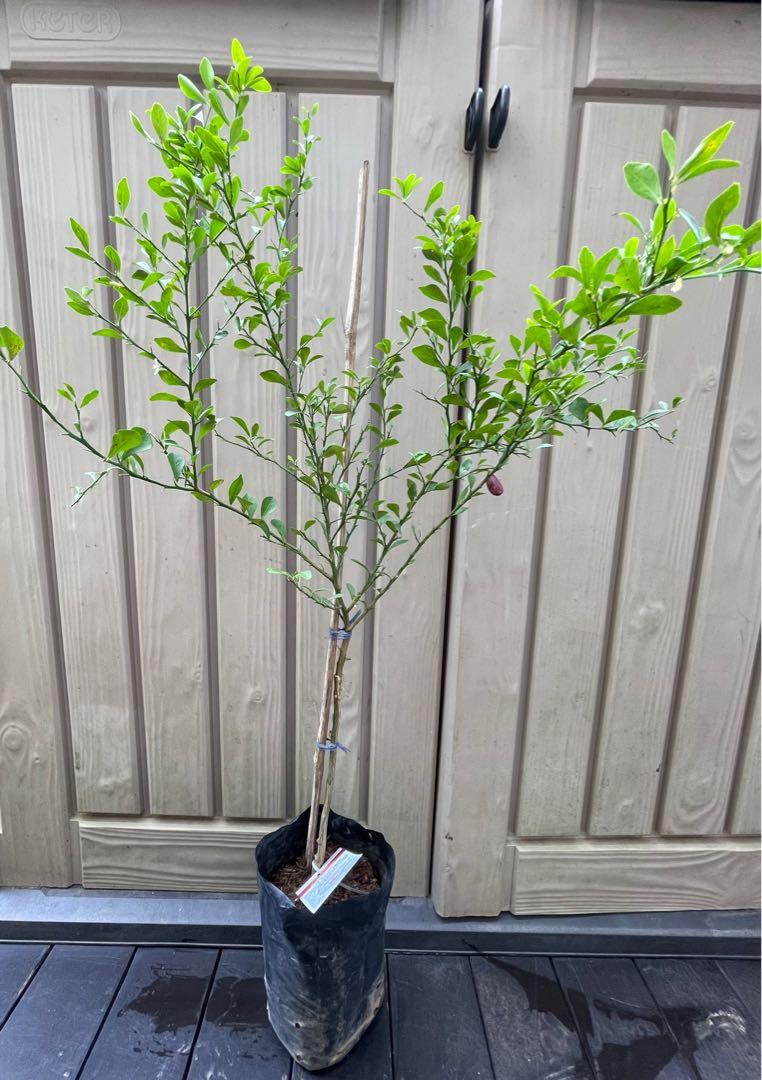 Finger Lime fruiting and flowering 100, Everything Else on Carousell