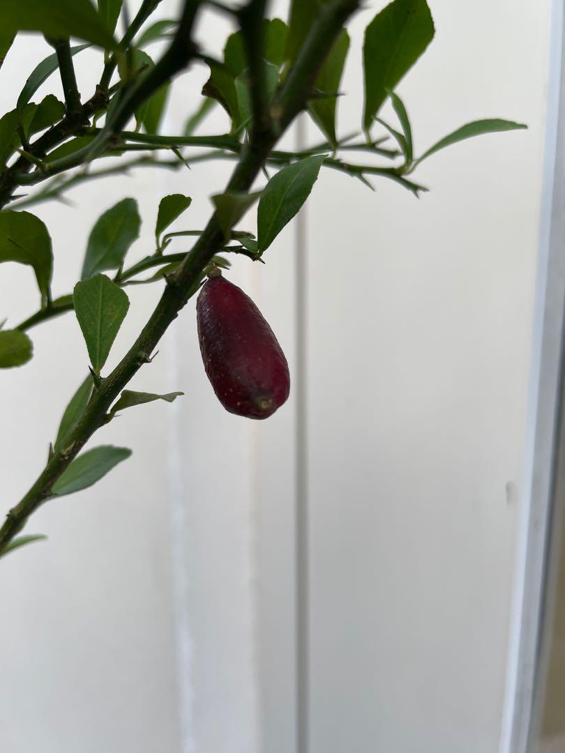 Finger Lime fruiting and flowering 100, Everything Else on Carousell