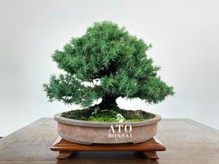 (Category: ) located in . Submitted by ato_bonsai (Listing ID 1136874303, Image 1). Description: .