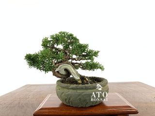 (Category: ) located in . Submitted by ato_bonsai (Listing ID 1136875079, Image 1). Description: .