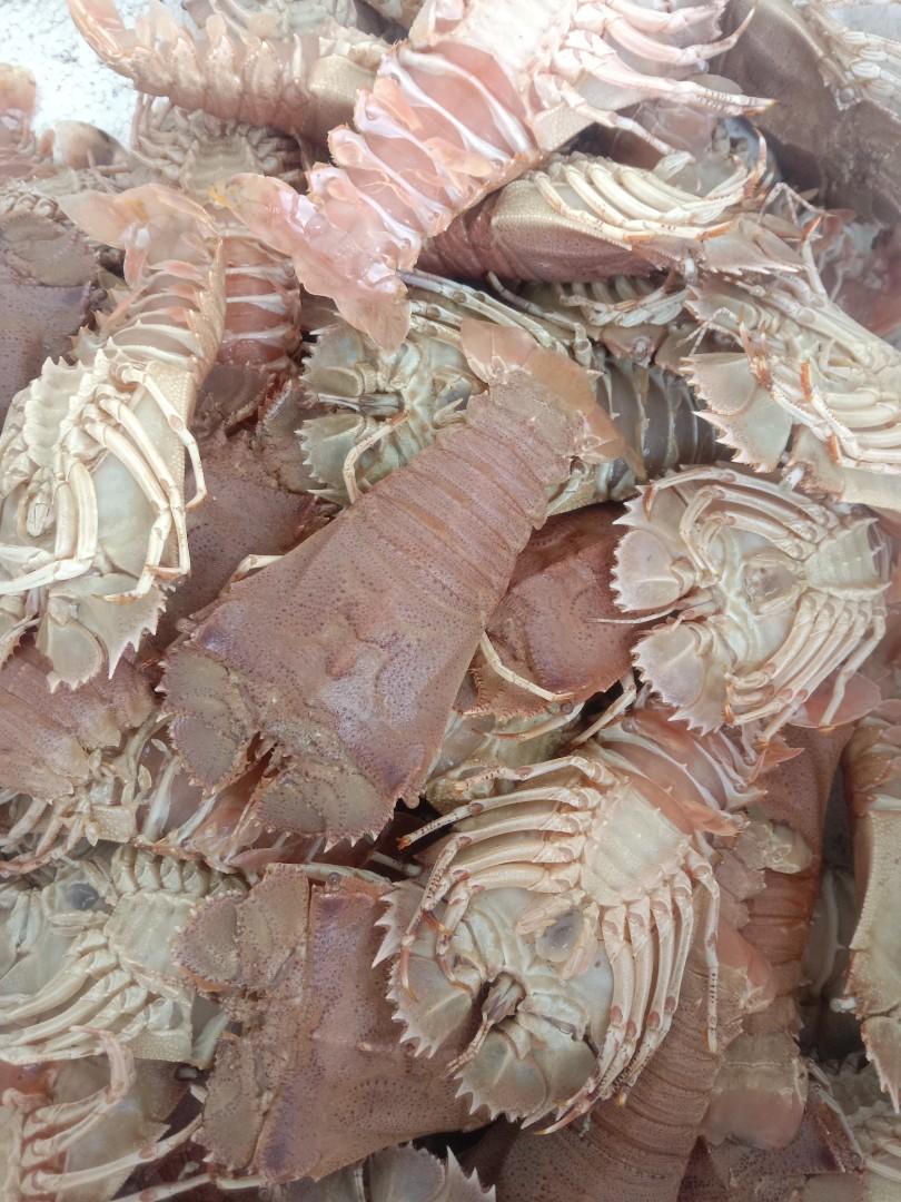 Live slipper lobster for sale store
