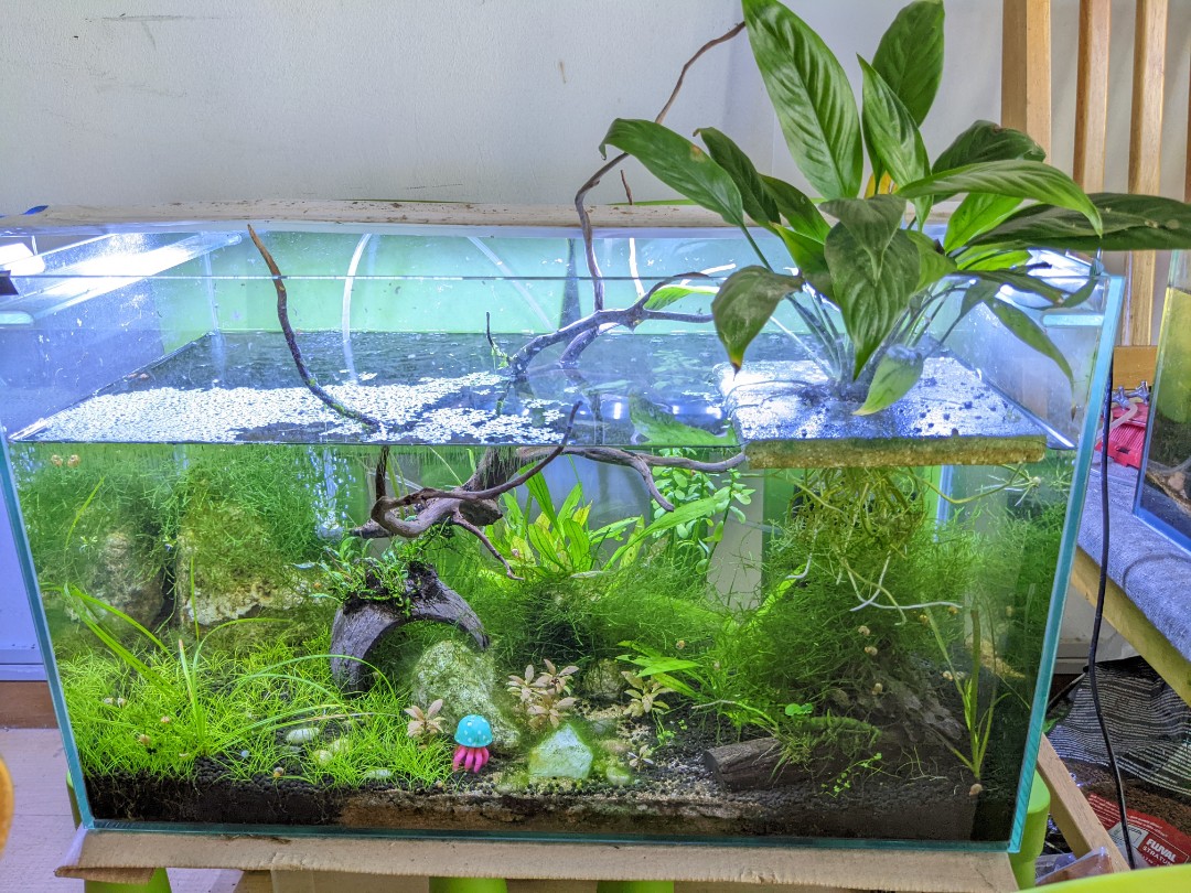 Low tech planted tank/ aquarium 2 feet, Furniture & Home Living