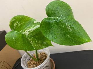 （分類：）位於 。 由 armanikent 提交（商品編號 1137019094，圖片 1）。簡介： 。