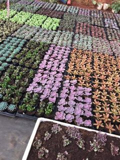(Category: ) located in . Submitted by succulentworldsg (Listing ID 1136917230, Image 1). Description: .