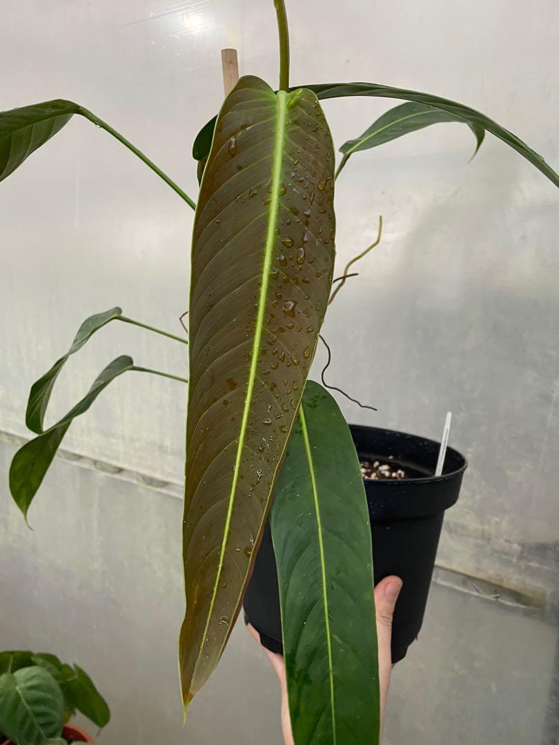 philodendron heterocraspedon, Furniture & Home Living, Gardening,  Plants & Seeds on Carousell