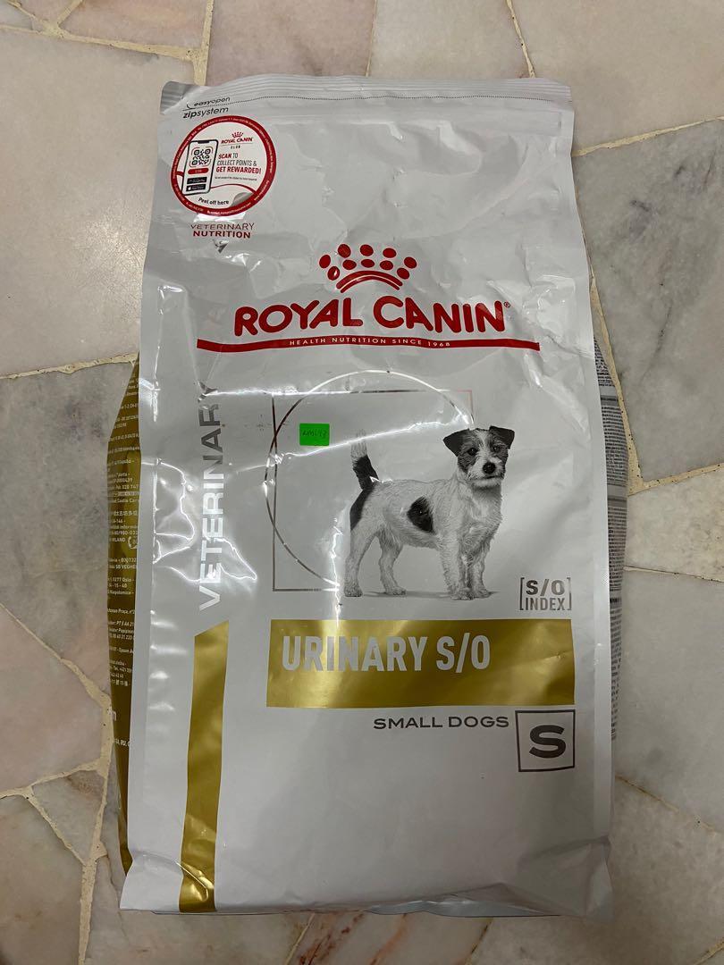 Urinary small deals dog