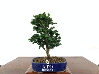 (Category: ) located in . Submitted by ato_bonsai (Listing ID 1136873768, Image 1). Description: .